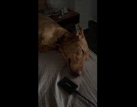 Sleeping dog barking while dreaming