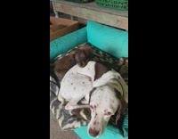 Puppy rests head on butt of dog 