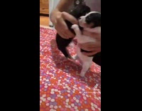 Girl hold make two puppies dance together