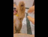 Brown dog stands reaches for hand girl 