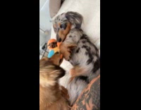 Two dogs play and cuddle each other