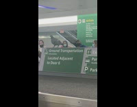 Pigeon bird on top of baggage claim conveyor belt machine