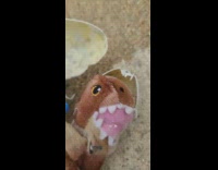 Toy plush dinosaur inside egg