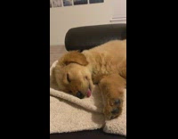 Golden retriever puppy sleeps tongue out towel 