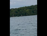 Flock of seagulls landed on the water