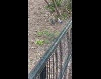 Squirrel Chews on Peanut Jar at Park 