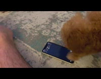 Brown puppy wiping screen play with smartphone part 1