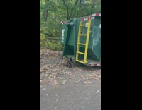Raccoon getting out of green trash can 