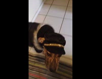 Dog wear black jacket and cap gold chain