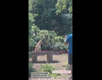 Dog photo shoot bench park forest