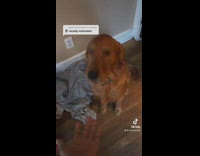 Dog gets up and agrees black lives matter 