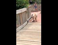 Kangaroo approaching women at theme park