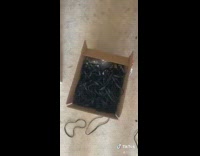 Collab BitchIG2 - Guy black box rubber bands head