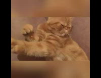 Round face orange cat lays down couch