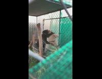 BitchMP - Koala on tree hugging teddy bear