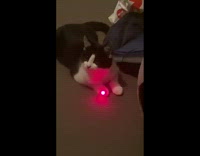 Kitten tries to chase the laser light at the bedroom