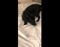 Black puppy dog white blanket bed collar