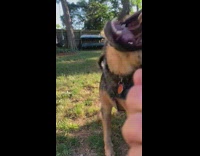 Pet dog bites and drinks the water from the hose