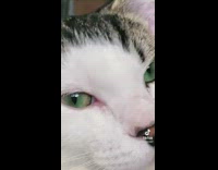 Tiktok zoom in to cat eye music. 
