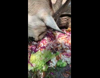 Farm animals eat pile of slaw together