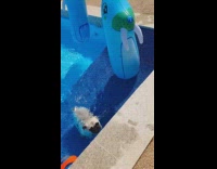 Pug dog swims pool inflatable blue walrus 