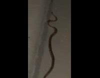 Guy tries to pick up brown snake 