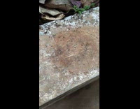 Group of ants walk in circle ledge