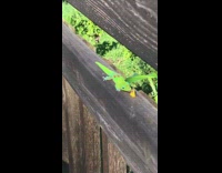 Green Lizard Licks Piece of Corn On Wood Fence