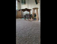 Black small long dog go rawr run