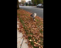 Dog dressed as zebra for Halloween costume