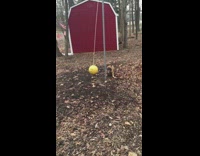 brown dog playing tether ball