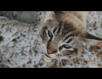 Blind cat on yard meow at filmer