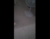 Brown cat chases flashlight light foam roller 