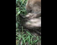 Collab BitchMP - Dog digging hole in dirt yard