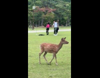 Four people tiktok dance at deer park