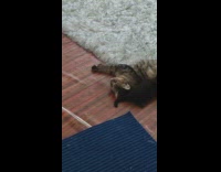 Flexible pet cat stretches body on the floor