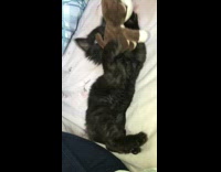 black cat playing with toy monkey