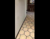 Pug dog peeks around wall corner 