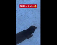 Dog struggle to drop ball from mouth