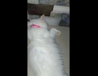 Cat sleeping with arm bent out