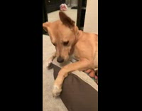 Dog wakes up shy ticklish touch paw