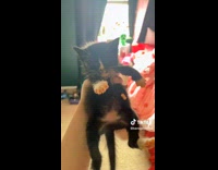 Collab ClipsIG - Lady Picks Up Kitten on Top of Food