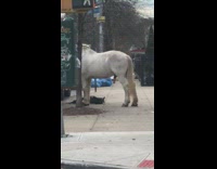White horse stands outside on sidewalk 