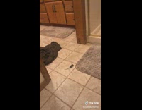 Calebturner(@calebturner123) on TikTok Look what showed up when I was sitting on the toilet😂 watch till the end lol #mouse #fyp