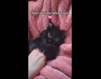 Collab PLC - Black kitten rub nibble finger of owner