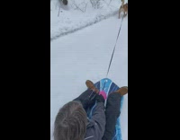 Dog on leash pulls kid on sled 