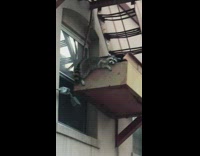 Raccoon seen laying on fire escape 