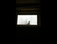 Wild bird pecks and knocks on the glass window