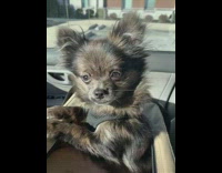 Tiny black dog black vest tilts head confused