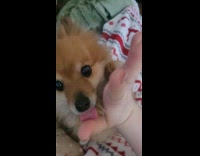 Dog hugging hoomans hand and licking it 